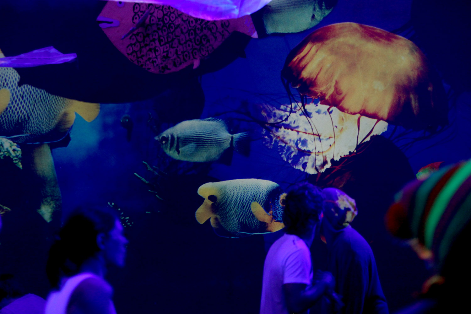 Fische und Quallen als Unterwasser-Panoramaprojektion im Club – MONDTON, SAKOG, Trimmelkam, Österreich